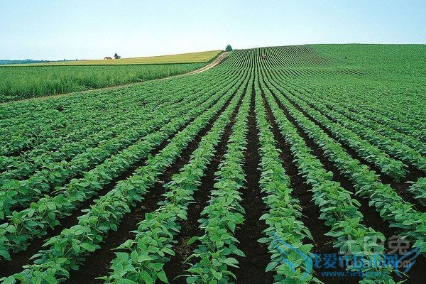 马铃薯种植技术 马铃薯种植技术