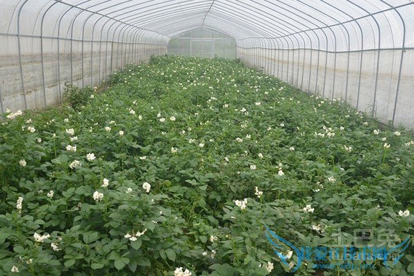 马铃薯种植技术 马铃薯种植技术