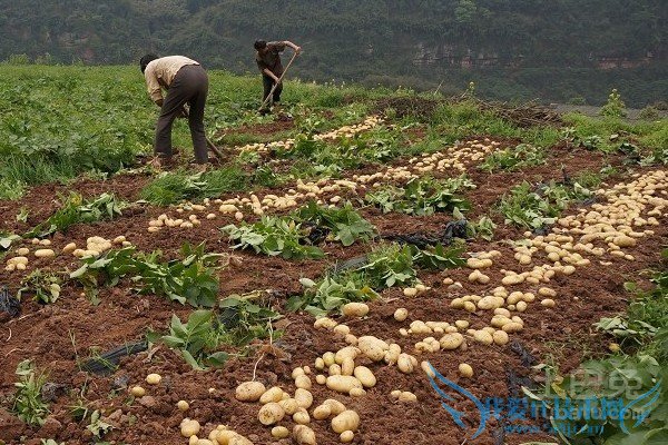 马铃薯种植技术 马铃薯种植技术