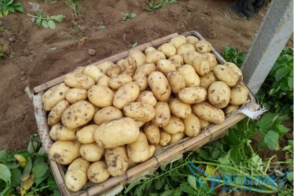 马铃薯种植技术 马铃薯种植技术