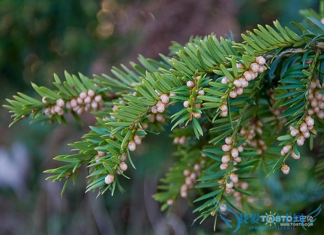 红豆杉的功效与作用 红豆杉的副作用