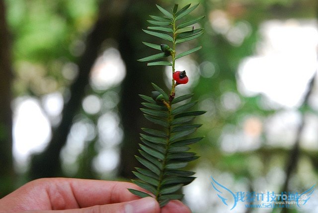 红豆杉的功效与作用 红豆杉的副作用