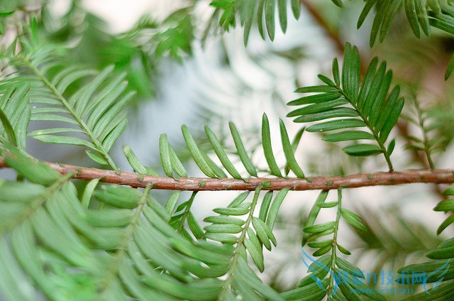 红豆杉的功效与作用 红豆杉的副作用
