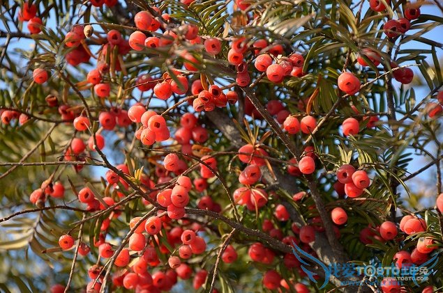 红豆杉的功效与作用 红豆杉的副作用