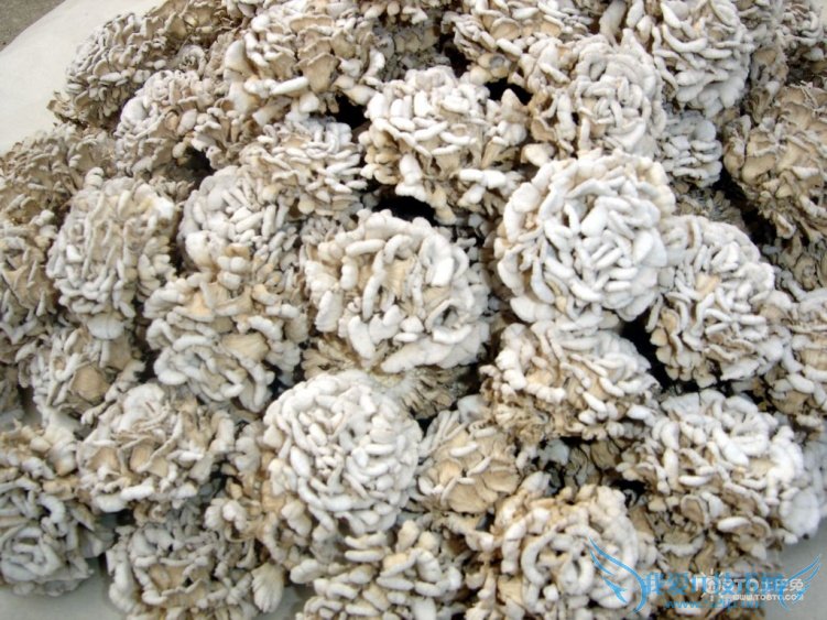 雪莲菌的功效与作用 雪莲菌的营养价值