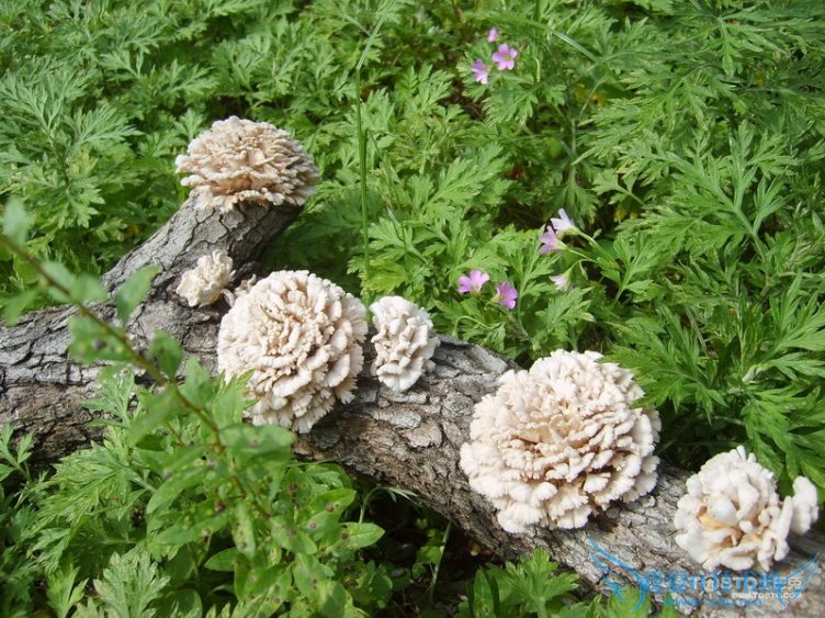 雪莲菌的功效与作用 雪莲菌的营养价值