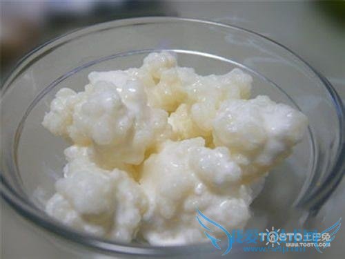 雪莲菌的功效与作用 雪莲菌的营养价值