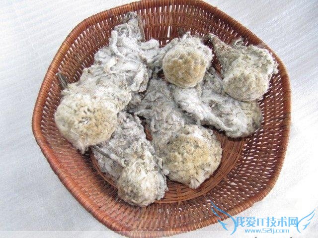 雪莲菌的功效与作用 雪莲菌的营养价值