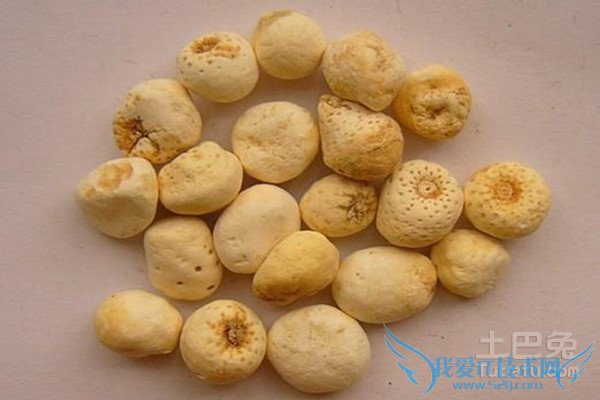 法半夏的功效与作用 法半夏的功效与作用