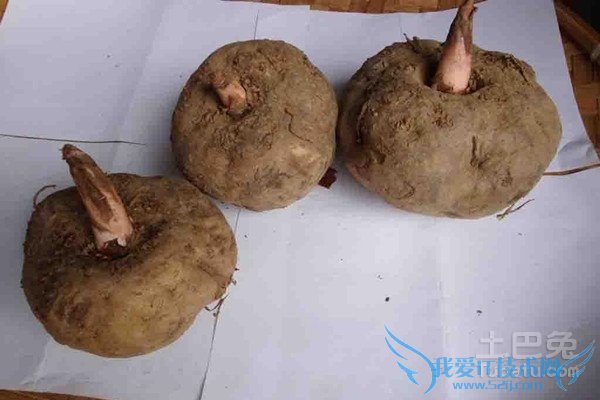 魔芋种子保存 魔芋种子保存