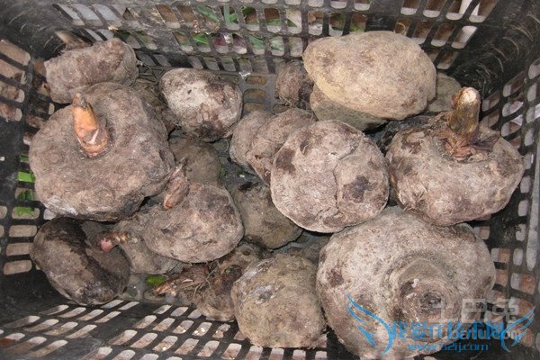 魔芋种子保存 魔芋种子保存