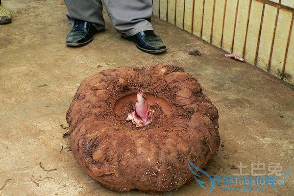 魔芋种子保存 魔芋种子保存