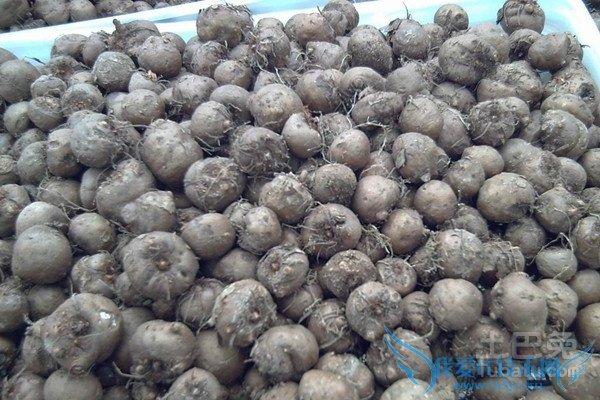 魔芋种子保存 魔芋种子保存