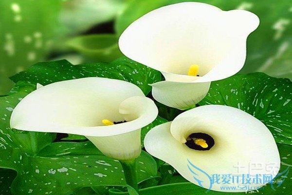 水芋花语 水芋花语