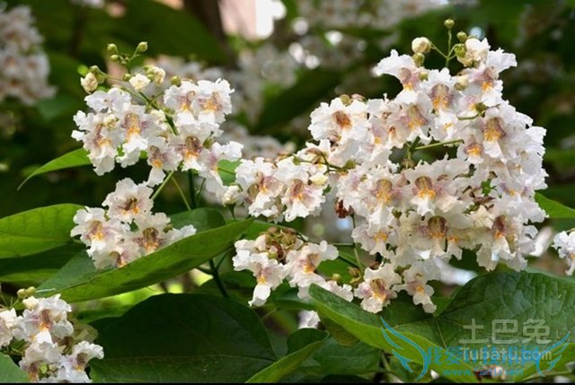 泡桐花有毒吗 泡桐花有毒吗