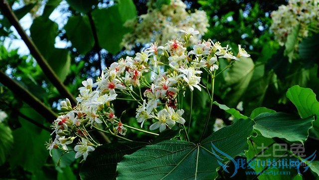 泡桐花有毒吗 泡桐花有毒吗