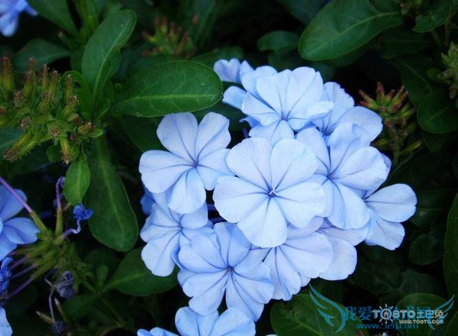 花中君子是什么花