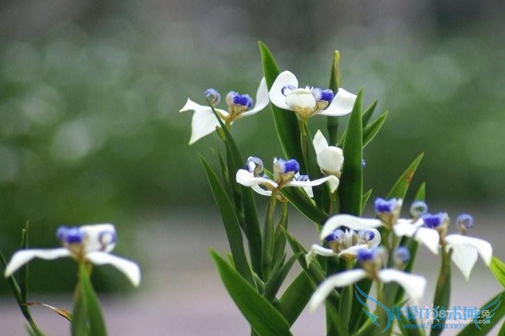 花中君子是什么花