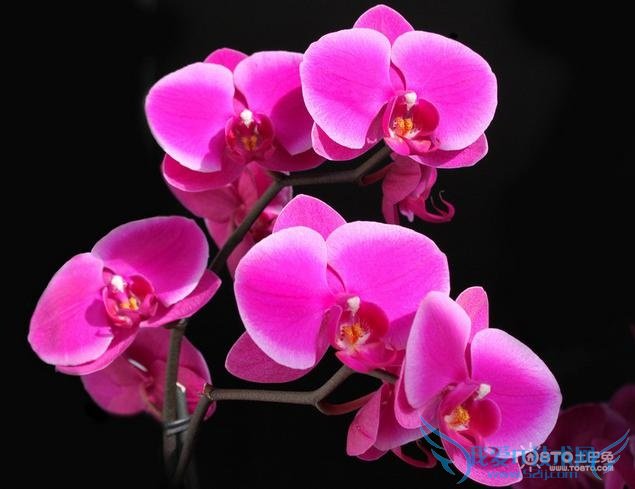 花中君子是什么花