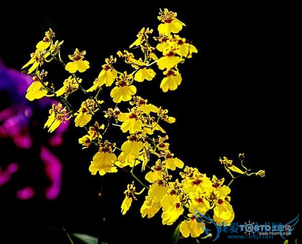 花中君子是什么花