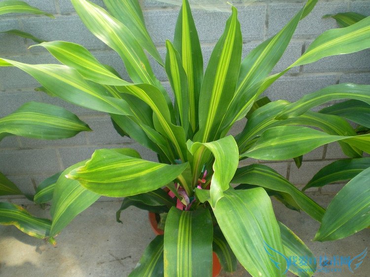 Ҳ - Ĳ - 764507627 Ĳ