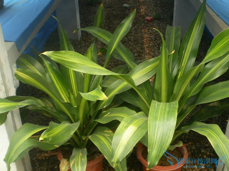 Ҳ - Ĳ - 764507627 Ĳ