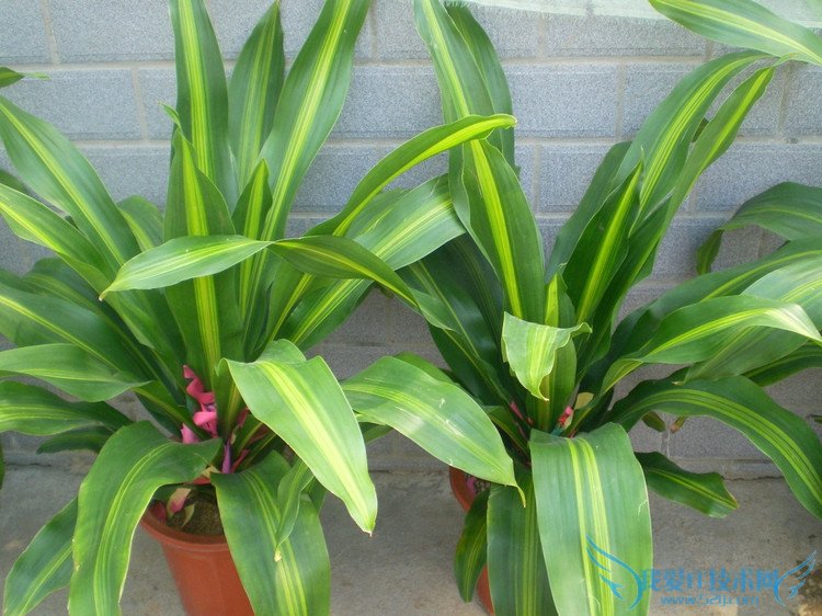 Ҳ - Ĳ - 764507627 Ĳ