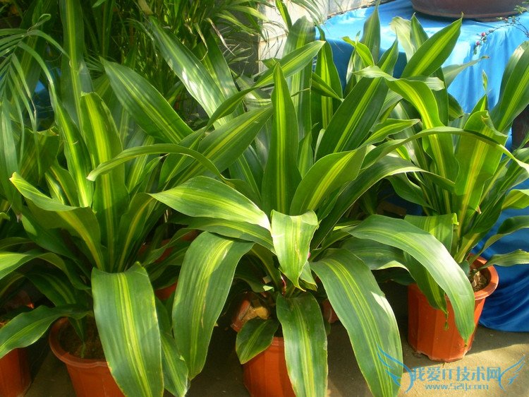 Ҳ - Ĳ - 764507627 Ĳ