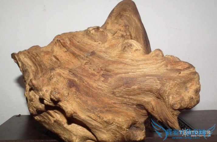 沉香木图片欣赏 沉香木资料介绍