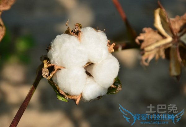 新疆棉花的优点