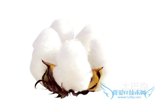 新疆棉花的优点