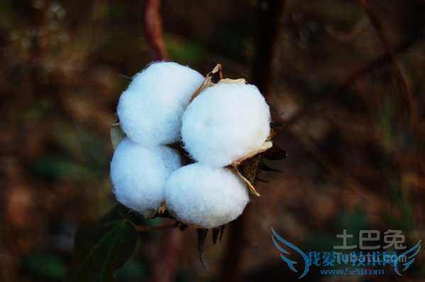 新疆棉花的优点