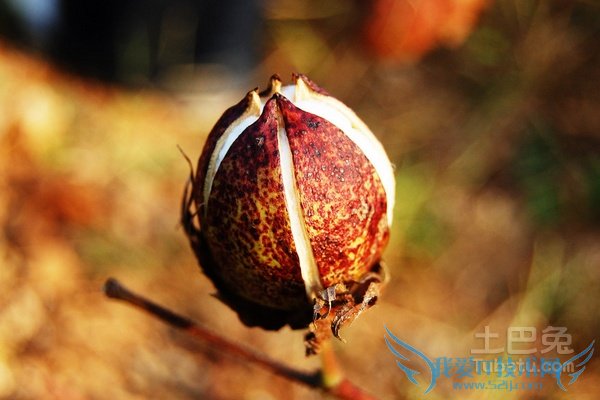 新疆棉花的优点