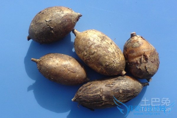 白蔹的功效与作用