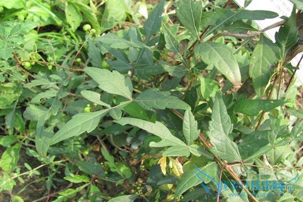 白蔹的功效与作用