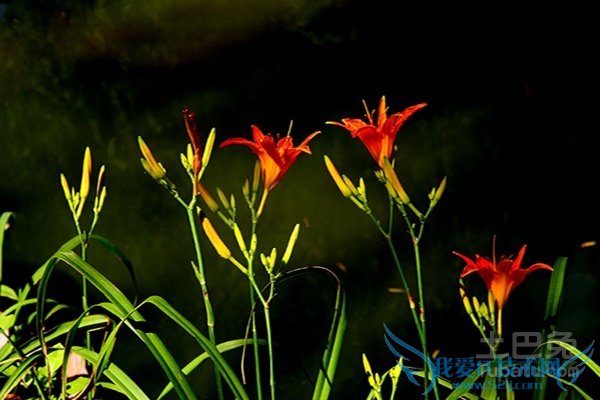 萱草图片 萱草图片