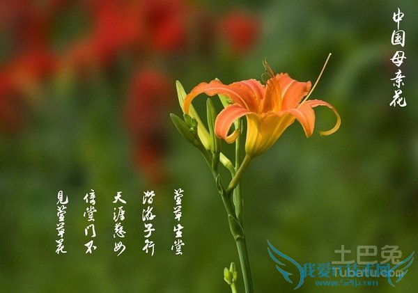 萱草图片 萱草图片