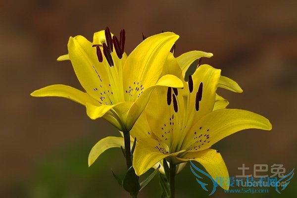 萱草图片 萱草图片