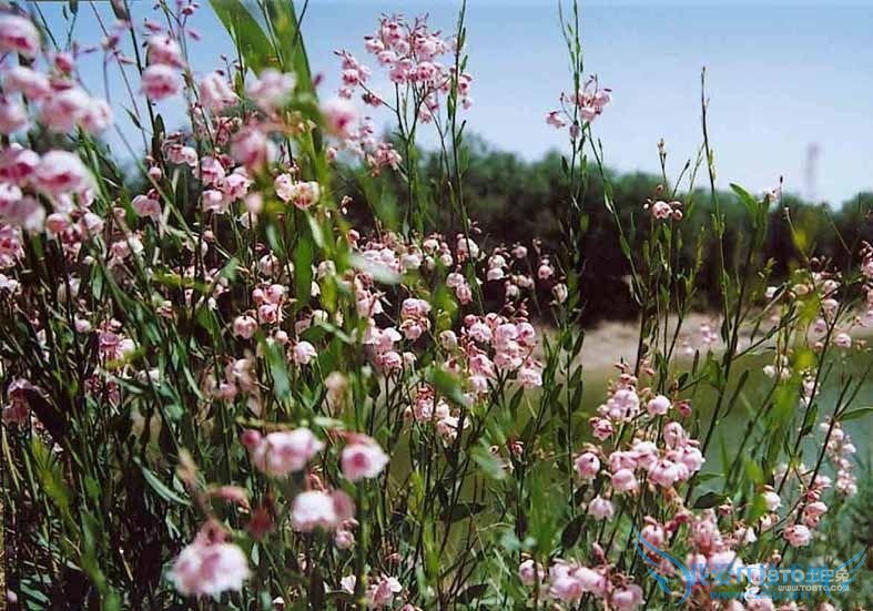 罗布麻的功效及作用 罗布麻茶的副作用