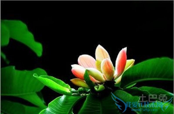 厚朴花食用方法