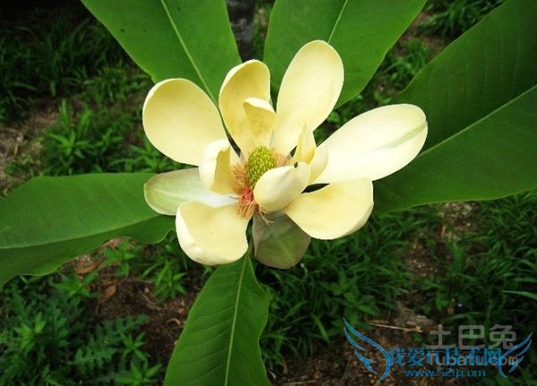 厚朴花食用方法