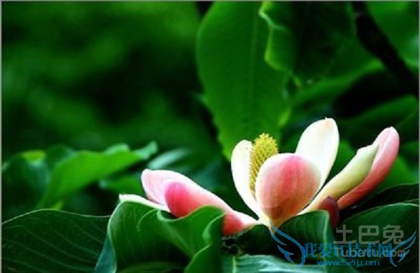 厚朴花食用方法