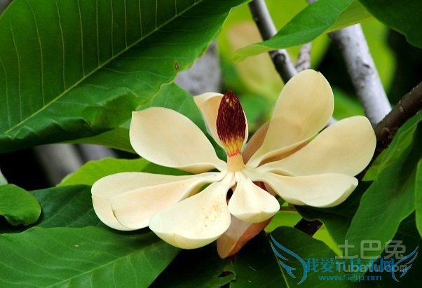 厚朴花食用方法