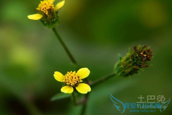 鬼针草的功效与作用