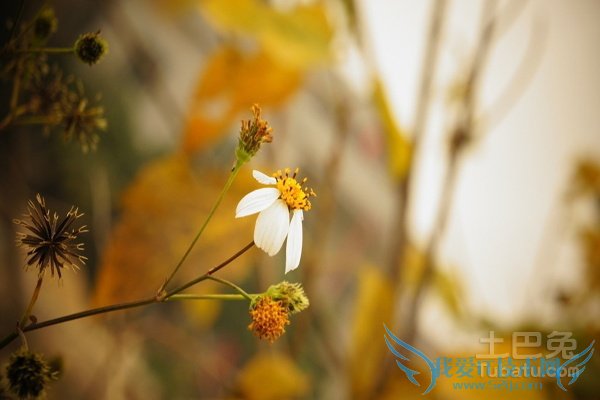 鬼针草的功效与作用