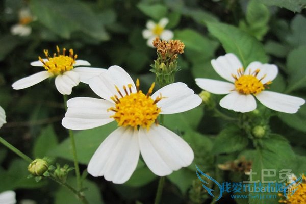 鬼针草的功效与作用