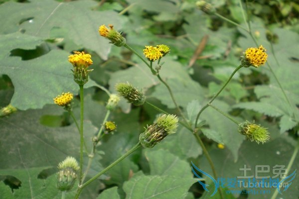 鬼针草的功效与作用