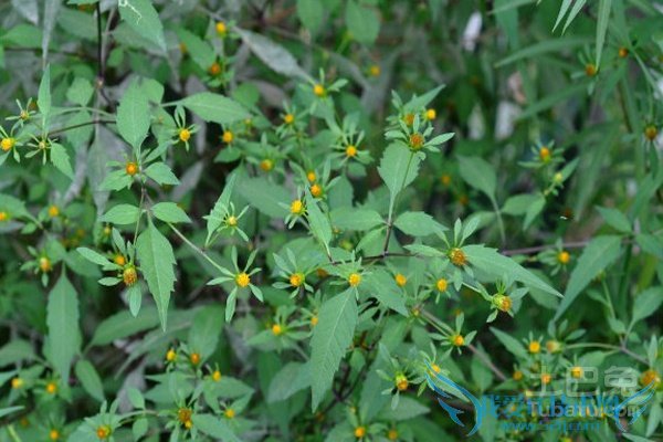 鬼针草的功效与作用