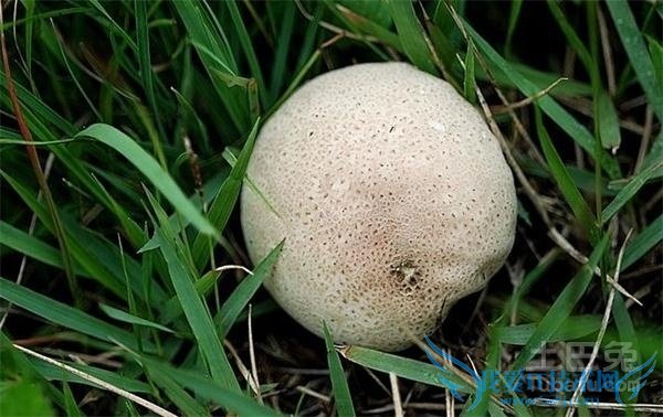 马勃种植技术 马勃种植技术