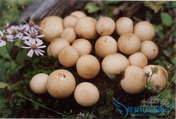 马勃种植技术 马勃种植技术